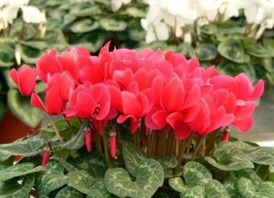 仙客來花莖發蔫彎下來，仙客來花倒下怎么辦