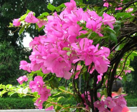 三角梅不開花，教你三種原因以及解決辦法