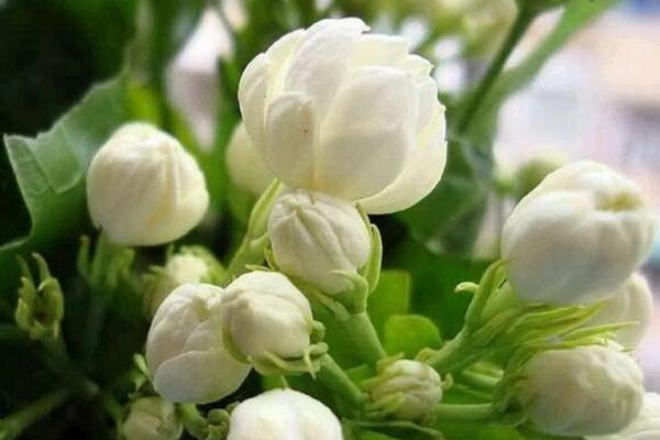 茉莉哪個(gè)品種好養(yǎng)，強(qiáng)烈推薦以下5個(gè)品種