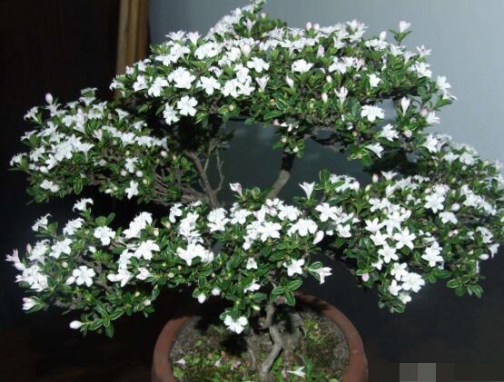 六月雪什么時候開花，六月雪在5-7月開花