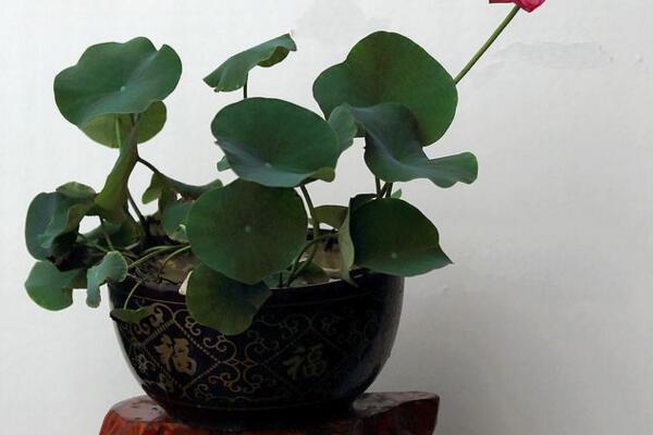 荷花能在室內(nèi)養(yǎng)嗎，可以在室內(nèi)養(yǎng)但要做好以下幾點