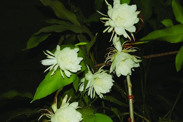 曇花花后如何處理，及時(shí)進(jìn)行修剪并補(bǔ)充養(yǎng)分