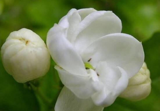 茉莉花爛根怎么救，茉莉花爛根解救辦法