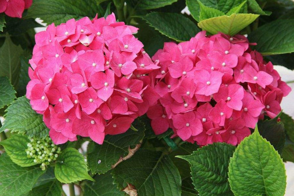 世界上花語最光明的花，太陽花/四葉草/鶴望蘭/繡球花