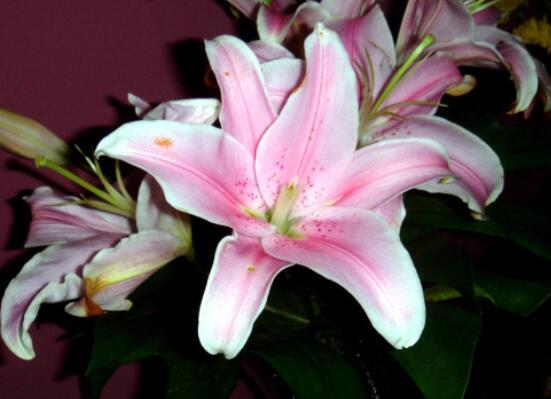 百合花插花瓶怎么養(yǎng)，教你六種基本步驟花開(kāi)滿瓶