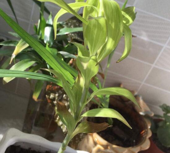 百合花葉子發黃怎么辦，教你五種方法讓它恢復生機