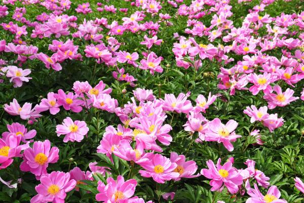 芍藥花的養(yǎng)護，芍藥養(yǎng)護技巧介紹