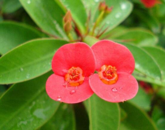 虎刺梅花期多少天，一年四季均可開花(養殖得當)