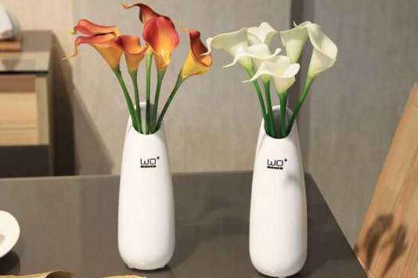 彩色馬蹄蓮為什么不能復花，復花難度大、管理方法不當