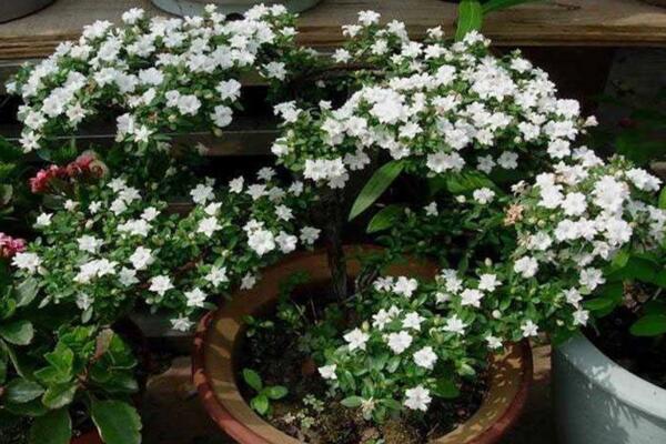 為什么六月雪不開花，以下5種原因都會導(dǎo)致它不開花