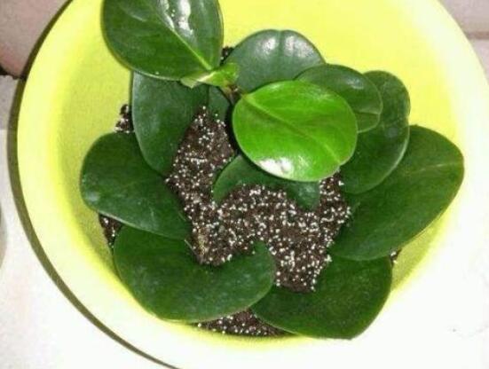 橡皮樹扦插，教你六大基本步驟快速生根發(fā)芽(30天)
