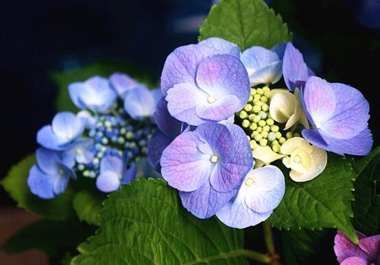 藍(lán)繡球花語是什么，代表著背叛、見異思遷(純凈)