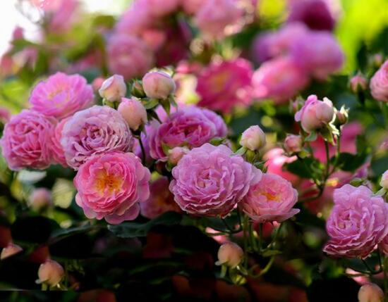 薔薇花種子種植方法，老農(nóng)總結(jié)最簡單實(shí)用五種要點(diǎn)