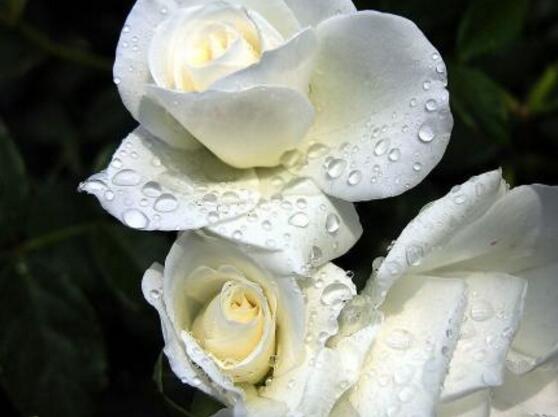 白色薔薇花，白色薔薇花特點