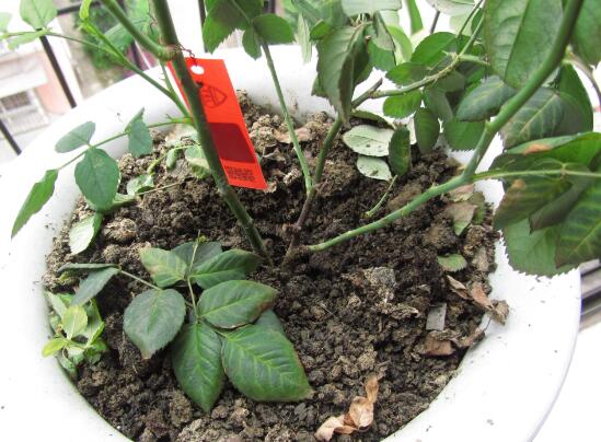 月季花葉子枯萎原因，月季花葉子枯萎了怎么辦