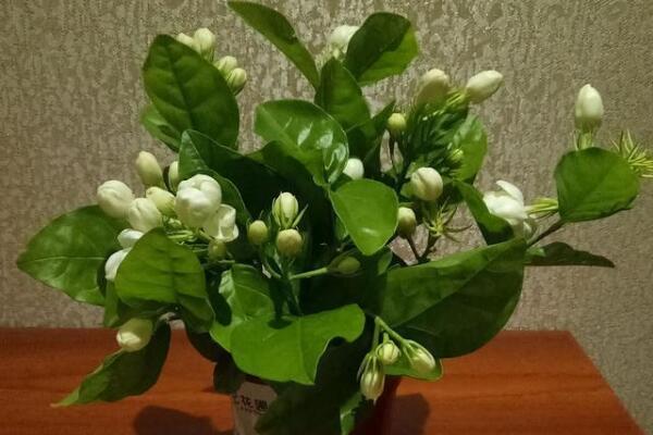 茉莉花如何移栽，做好這五步即可簡單成活