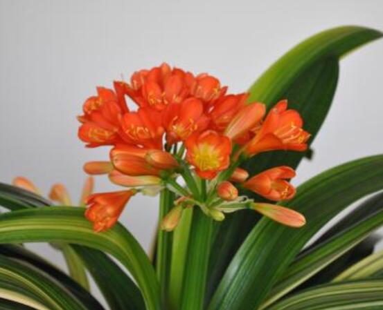 君子蘭開花前怎么養護，只需要做好四個要點即可(花大色艷)
