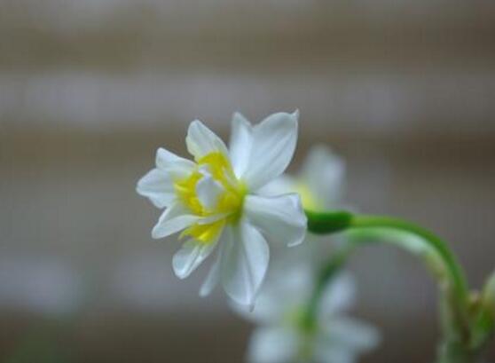 水仙花的功效與作用，水仙花六大功效與作用