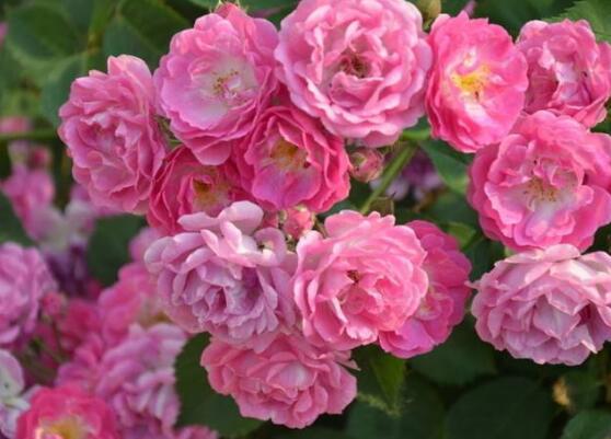 薔薇花怎么澆水，薔薇花澆水方法