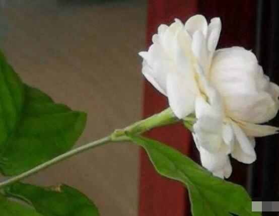 茉莉花花期多久，茉莉花花期長(zhǎng)達(dá)半年(5-10月)