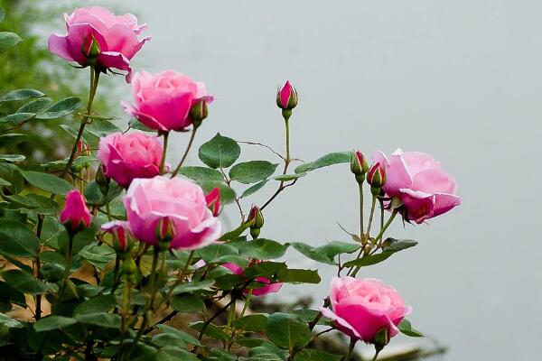月季花剛種能淋雨嗎，淋雨有助于月季生長(zhǎng)(做好排水措施)