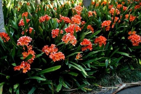 君子蘭怎樣才能開(kāi)花，保證君子蘭年年開(kāi)花的5大技巧