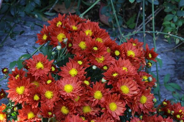 荷蘭菊怎么養，適宜的土壤以及充足的光照