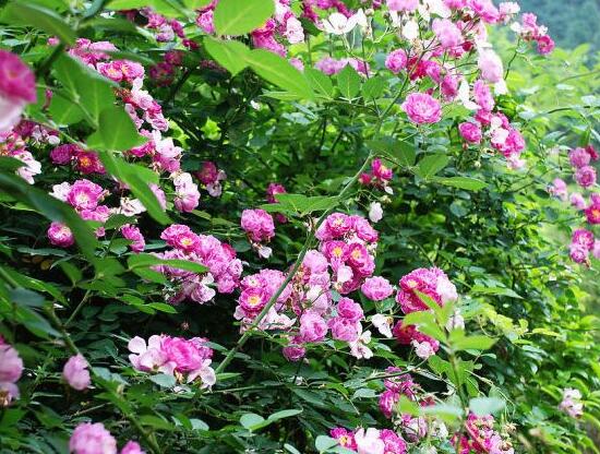 薔薇葉子發(fā)黃還能活么，薔薇花葉子發(fā)黃怎么辦