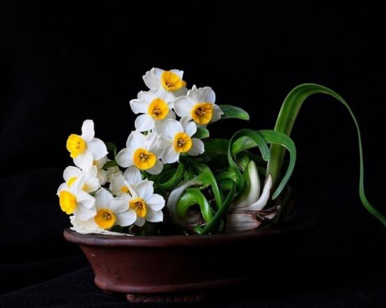 仙花的栽培技術(shù)，擇八厘米以上鱗莖/疏松透氣土壤與紫砂盆