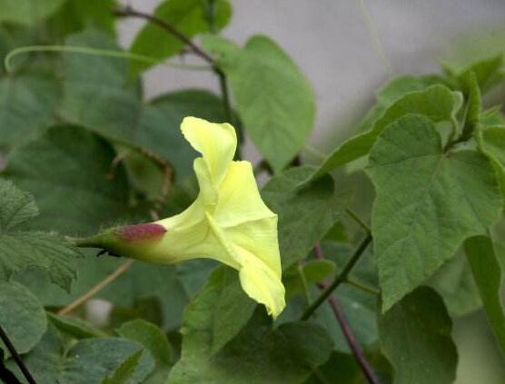 牽牛花葉子發黃怎么辦，牽牛花葉子發黃解決辦法