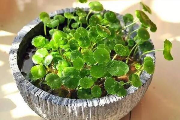 銅錢草水培里面有蟲怎么辦，清水清洗換水重新水培