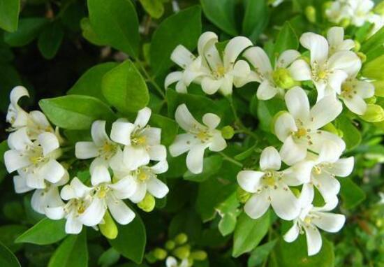 九里香花語是什么，九里香花的寓意象征愛情