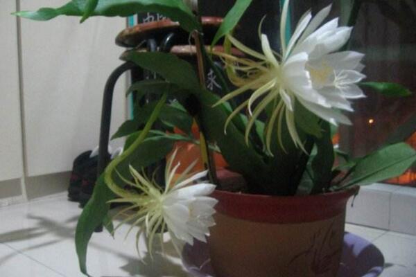 曇花葉子發黃怎么辦，分析問題的原因并及時處理