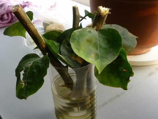三角梅可以水培嗎，三角梅水培方法和注意事項(xiàng)