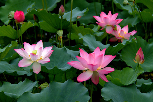 荷花什么時候開，夏季6~9月綻放