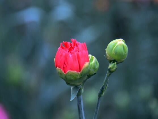 怎么讓康乃馨快速開(kāi)花，教你五種花開(kāi)爆盆最好方法