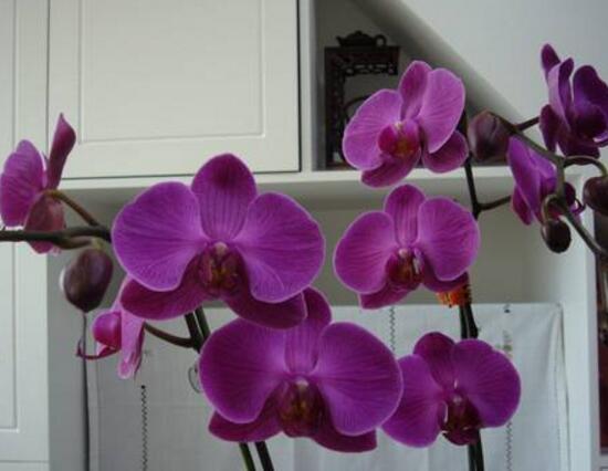 蝴蝶蘭什么時候開花，蝴蝶蘭一年開幾次花