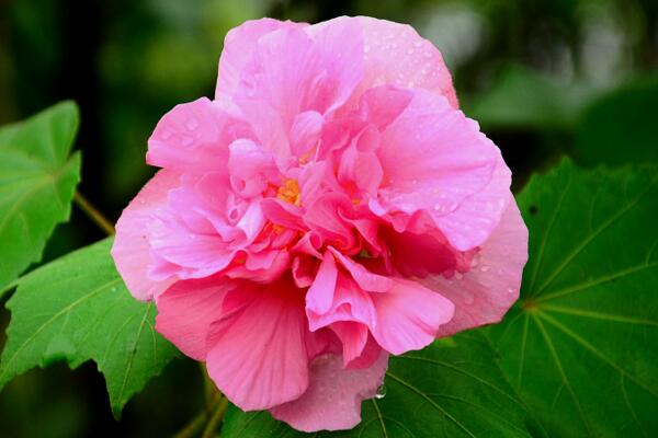 芙蓉花葉子蔫了怎么辦，找到原因立即處理