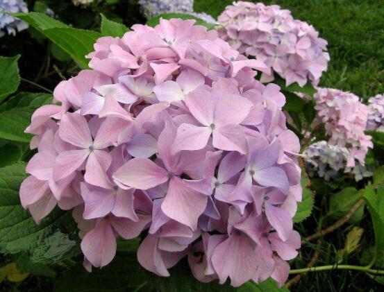 粉色繡球花花語，代表著美好回憶、期待愛情