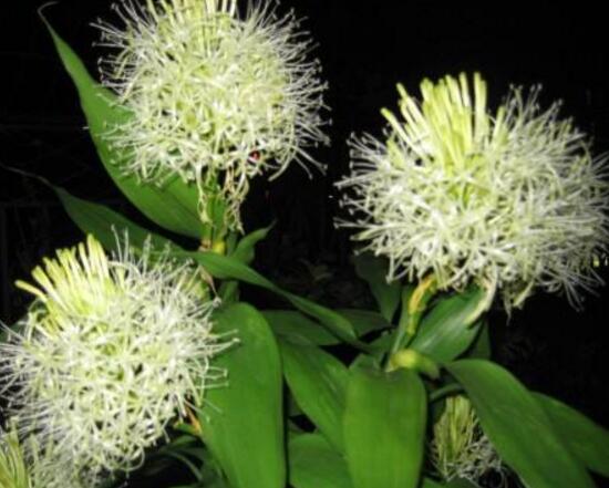 富貴竹會(huì)開(kāi)花嗎，富貴竹開(kāi)花意味著什么