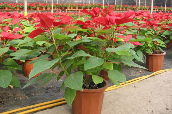 一品紅花期調(diào)控方法，以下方法就可以讓它提前開花