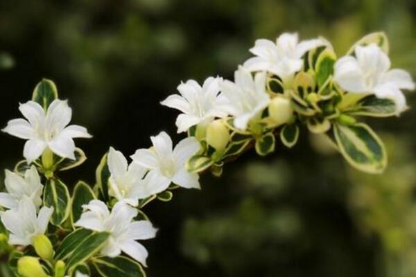 為什么六月雪不開花，以下5種原因都會導(dǎo)致它不開花