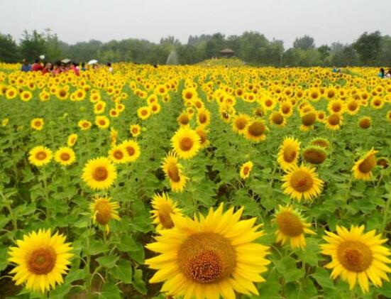 向日葵在風水中怎么說，財源滾滾、化解煞氣