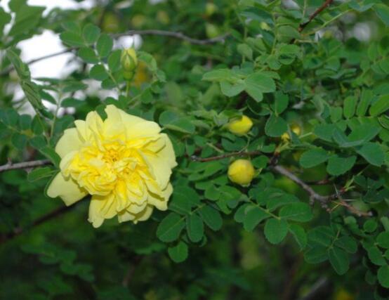 薔薇花種子種植方法，老農(nóng)總結(jié)最簡單實(shí)用五種要點(diǎn)