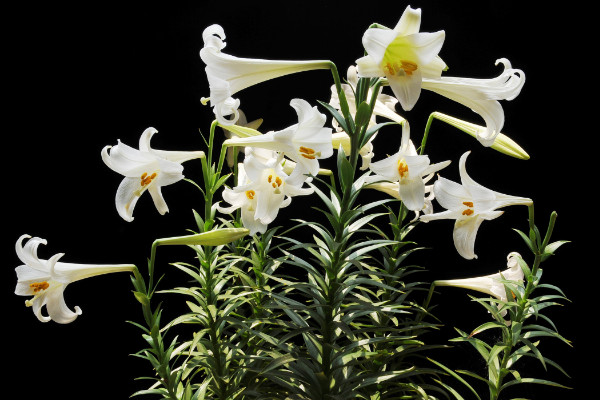 百合花葉子發黃怎么辦，調節水分/光照并殺蟲除菌