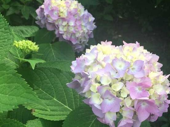 繡球花扦插方法圖解，老農(nóng)教你三點(diǎn)基本步驟