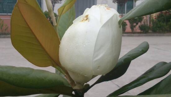 橡皮樹的花語是什么，橡皮樹開花的寓意