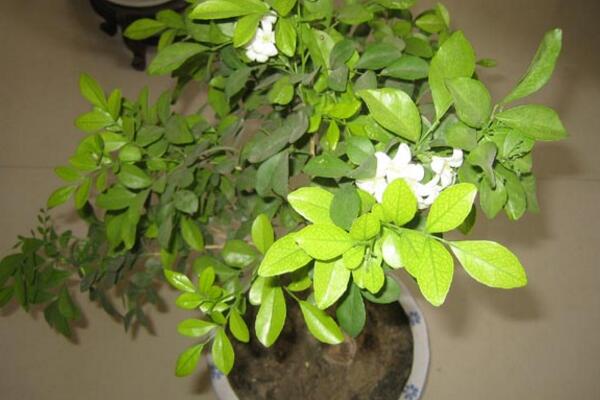 怎么讓九里香開花，5個(gè)要點(diǎn)可讓它的花開得更旺、更久