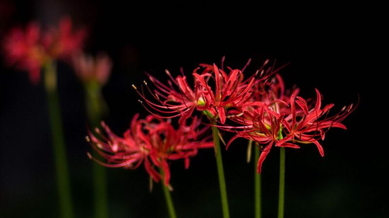 彼岸花花語(yǔ)