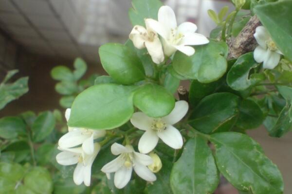 九里香的花期是什么時(shí)候，每年4月開花（花期為4個(gè)月）